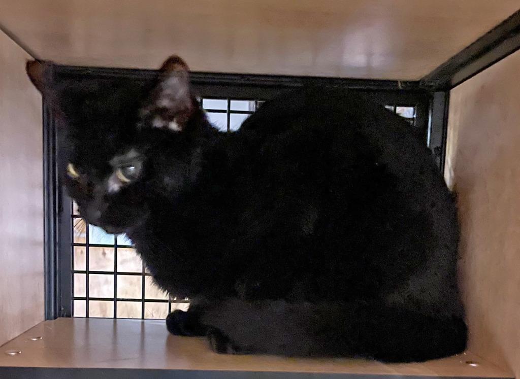 Enlarge Martin (and Jerry), a Adoptable mixed breed in New York, NY image 4/4