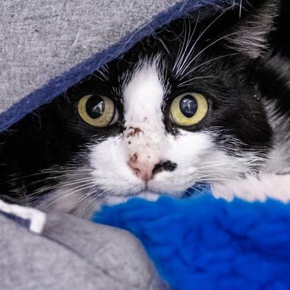 Enlarge Ludacris (BARN CAT), a Adoptable mixed breed in Camano Island, WA image 1/1