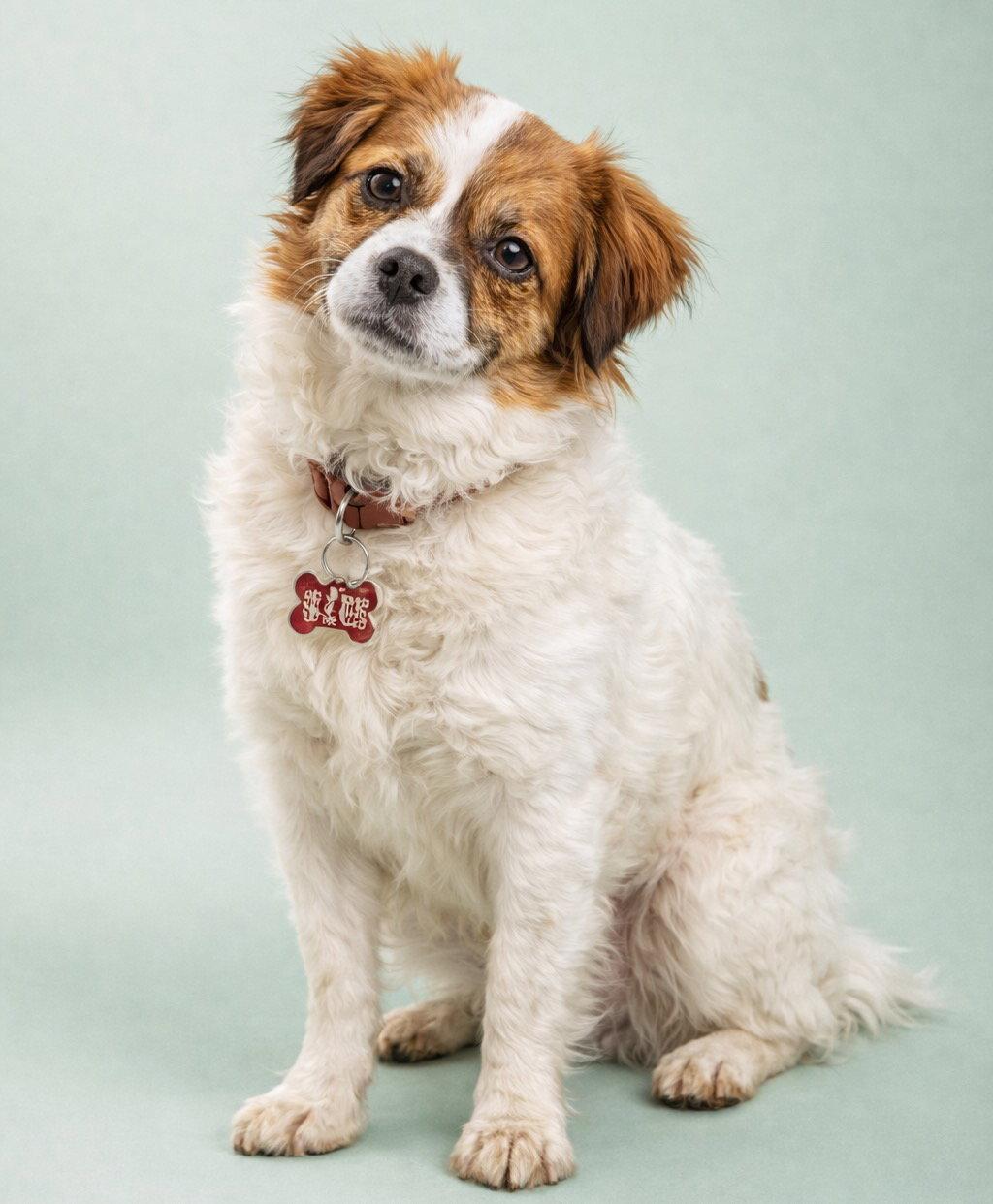 Bobbin, Adopted, Adult Female Cavalier King Charles Spaniel.