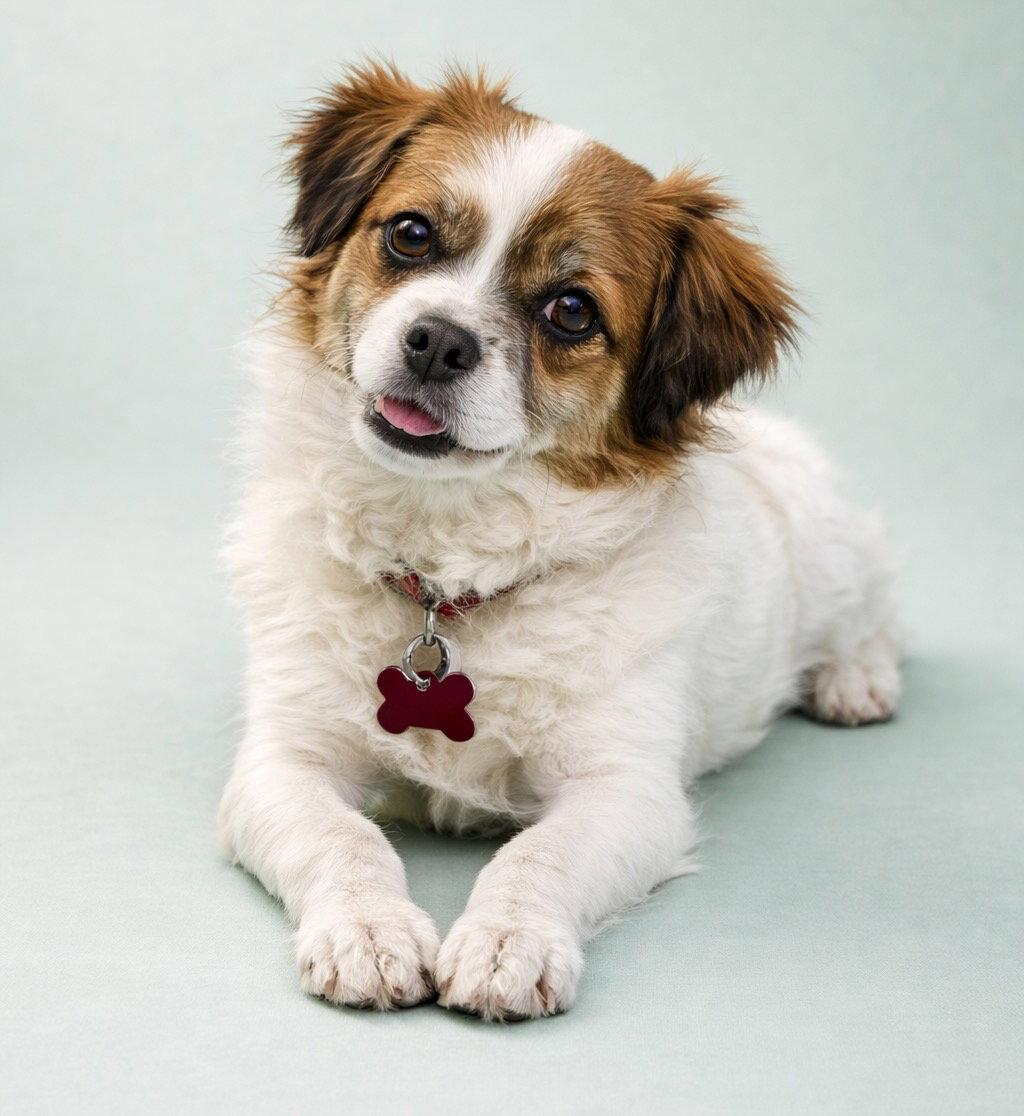Enlarge Bobbin, a Adopted Cavalier King Charles Spaniel in Palo Alto, CA image 2/3