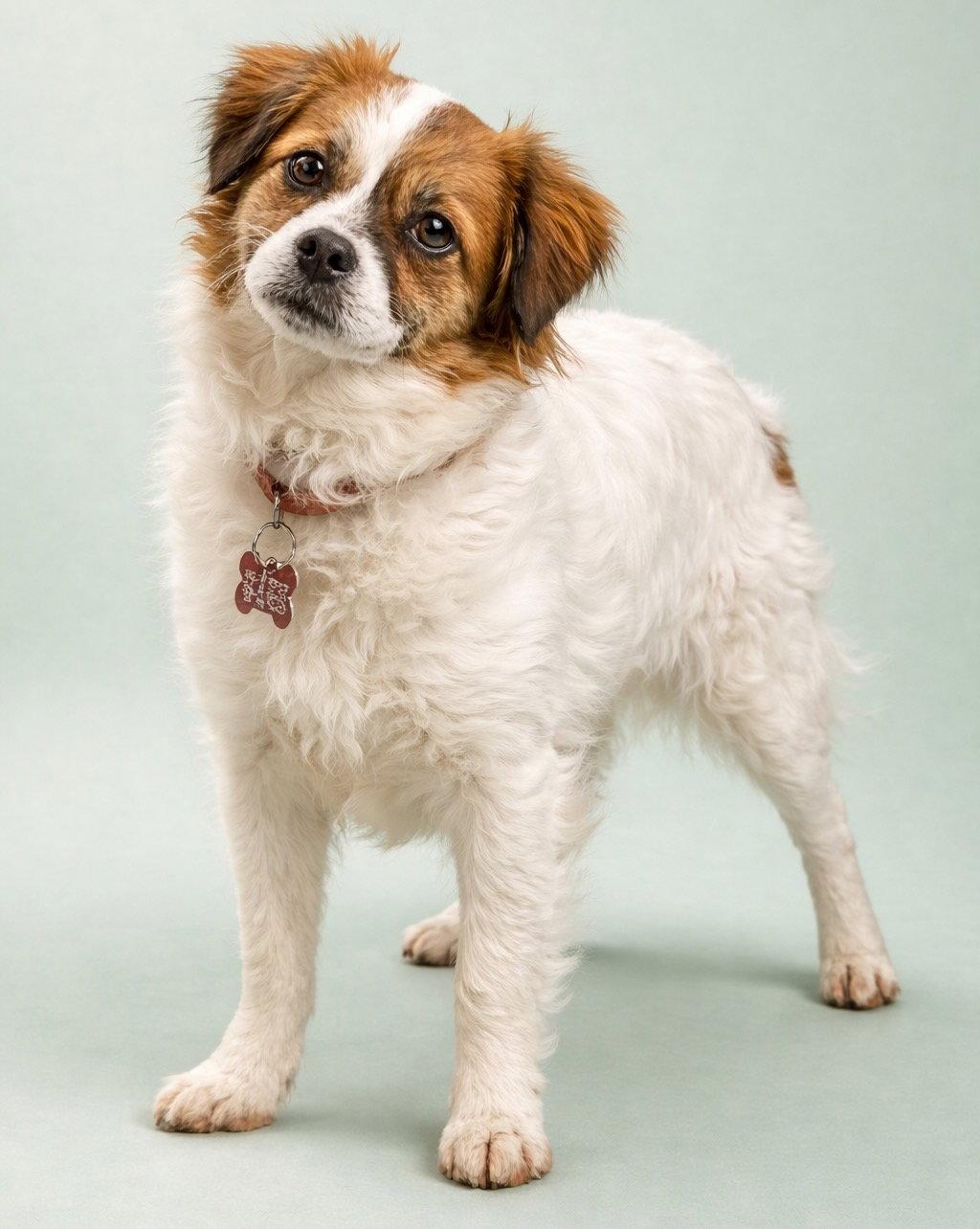 Enlarge Bobbin, a Adopted Cavalier King Charles Spaniel in Palo Alto, CA image 3/3