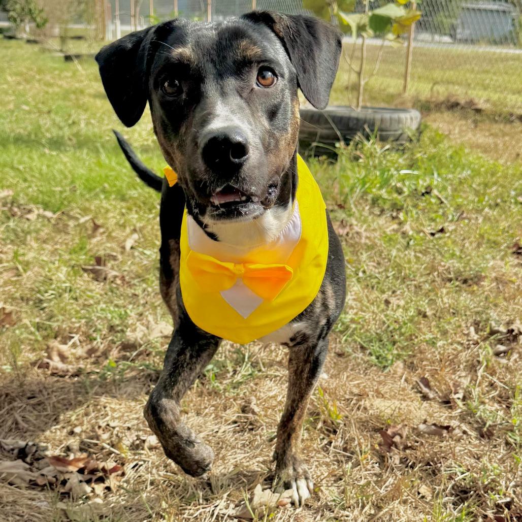 Mello, Adoptable, Young Male Labrador Retriever & Mixed Breed.