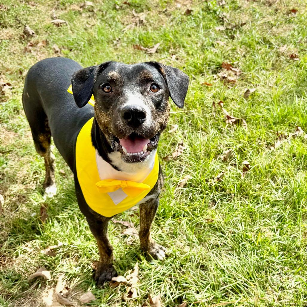 Enlarge Mello, a Adoptable mixed breed in Tomball, TX image 2/6