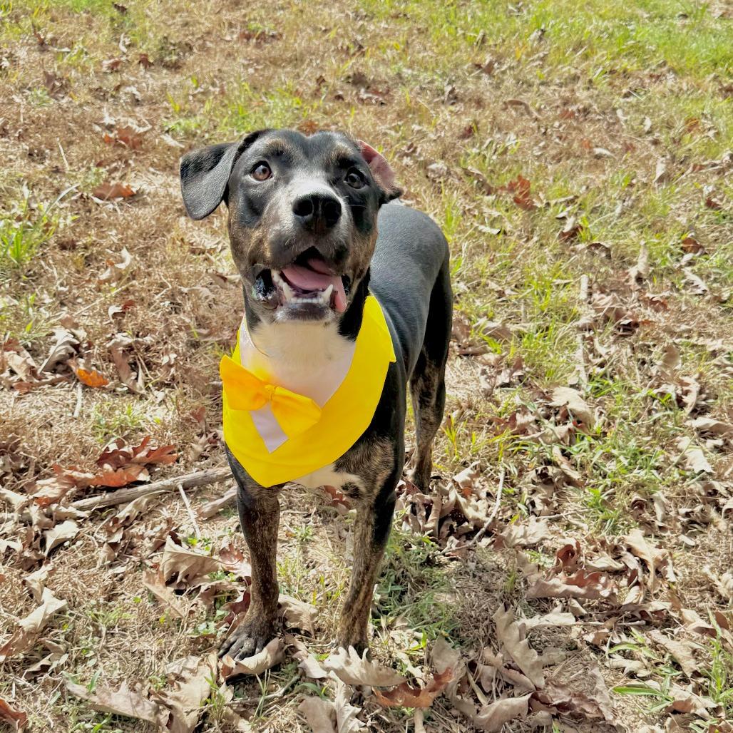 Enlarge Mello, a Adoptable mixed breed in Tomball, TX image 3/6