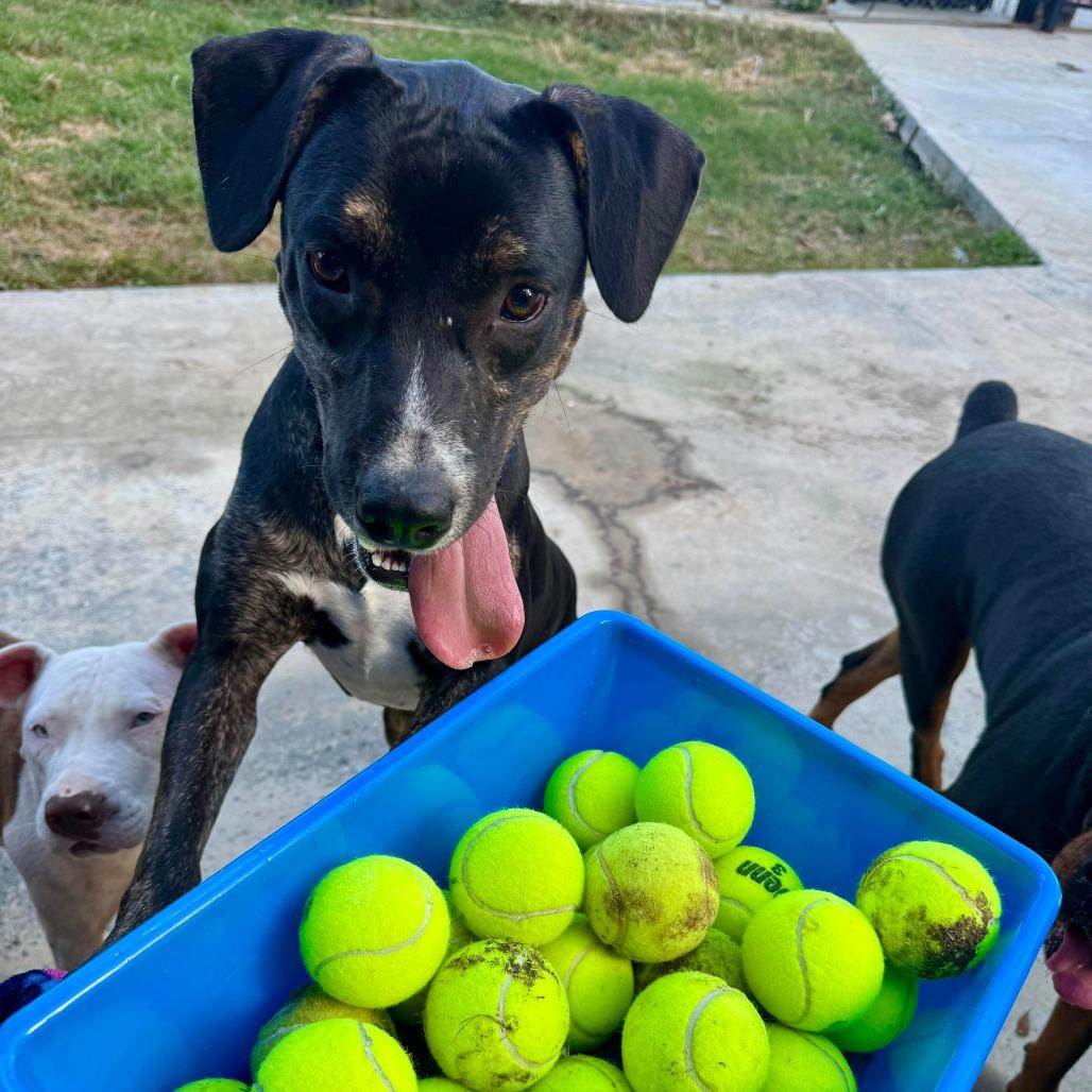 Enlarge Mello, a Adoptable mixed breed in Tomball, TX image 4/6
