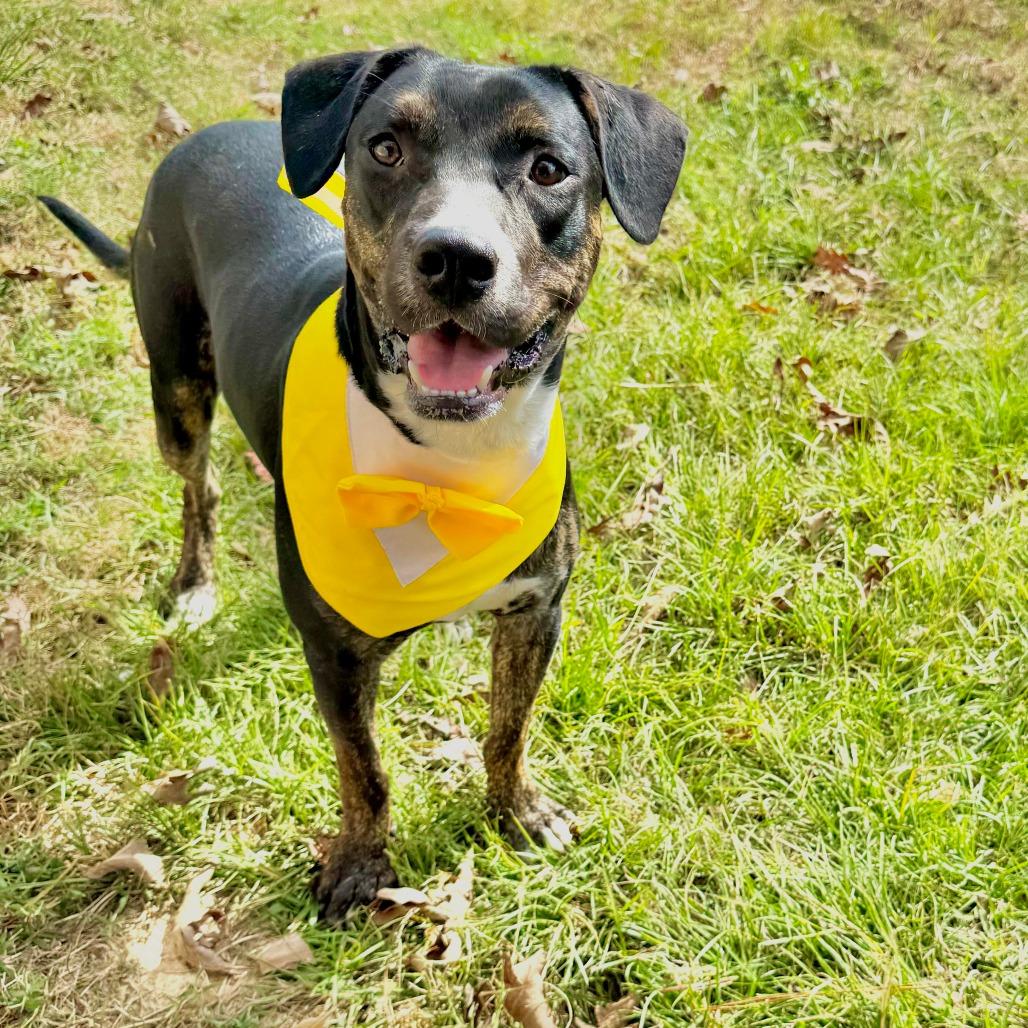 Enlarge Mello, a Adoptable mixed breed in Tomball, TX image 5/6