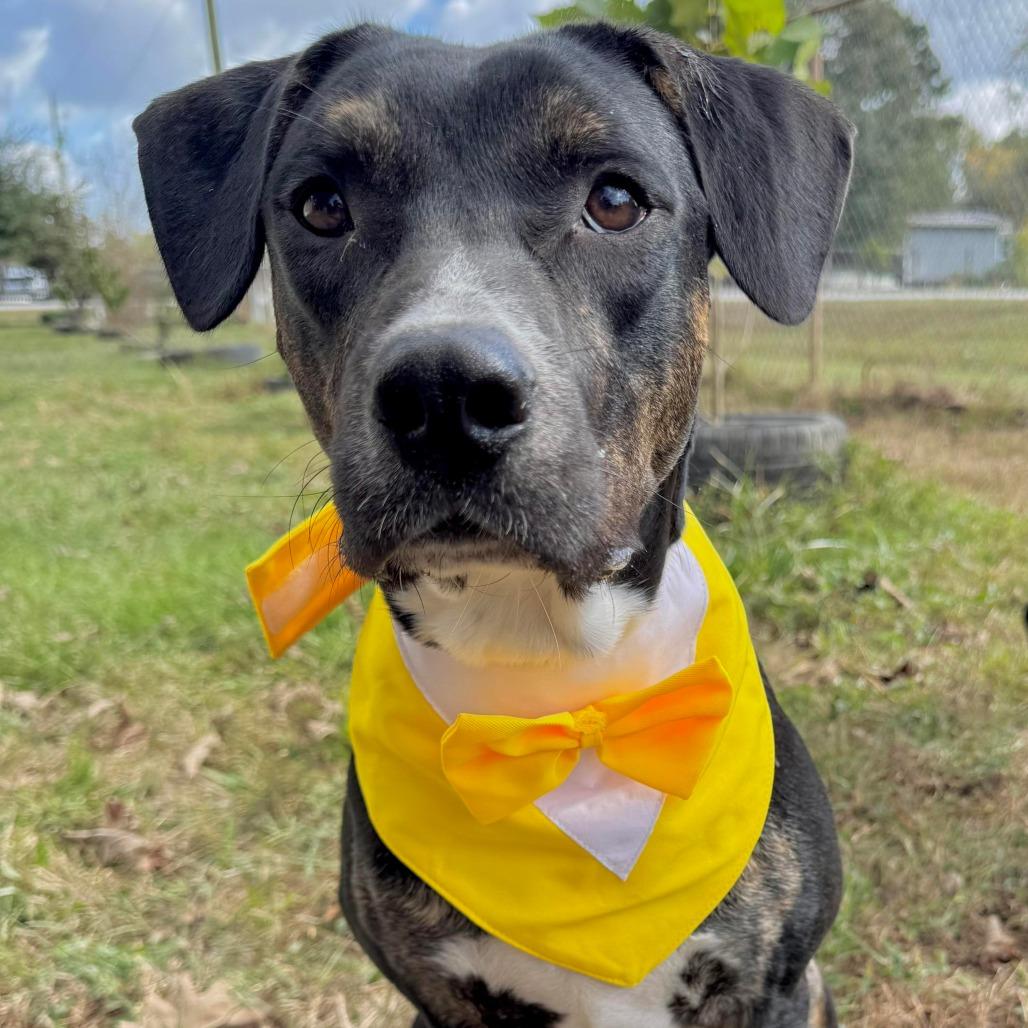 Enlarge Mello, a Adoptable mixed breed in Tomball, TX image 6/6