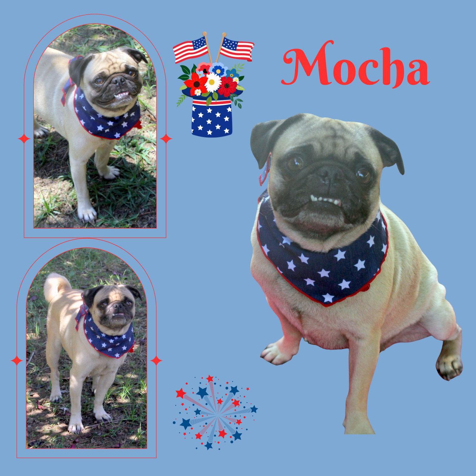 Enlarge Mocha (Ritzy), a Adopted Pug in LINDSAY, CA image 1/1