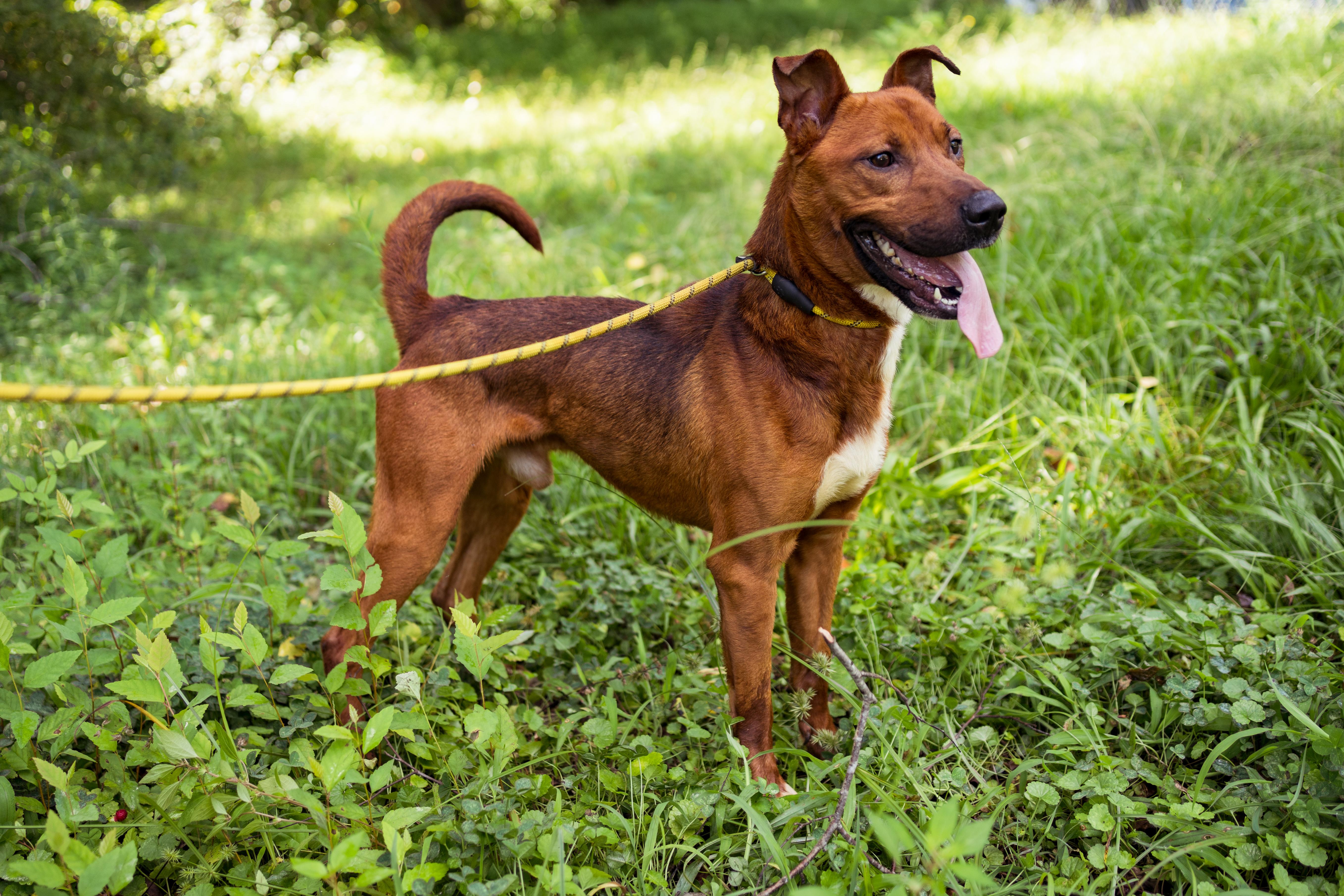 Moose, a Adoptable Mixed Breed in Petersburg, VA image 2/6