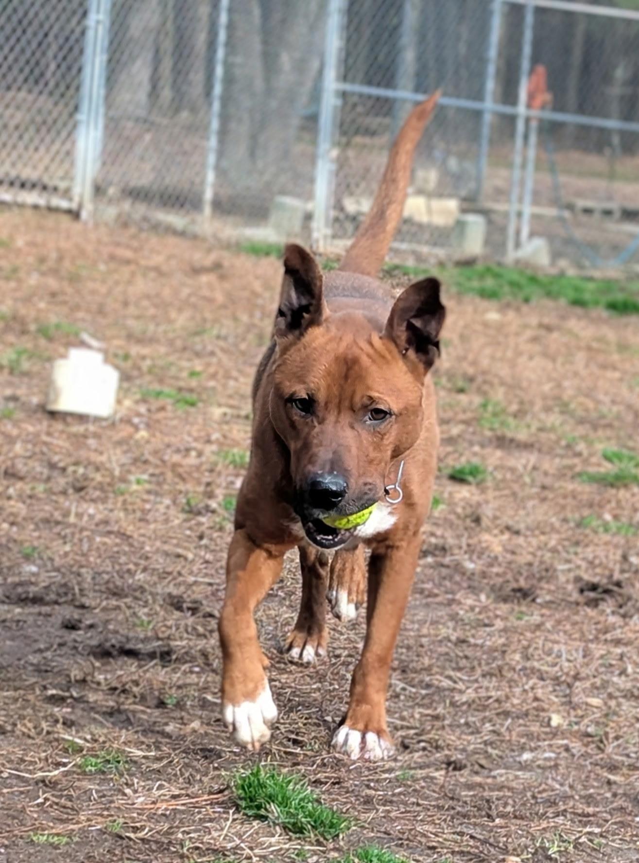 Enlarge Moose, a Adoptable Mixed Breed in Petersburg, VA image 2/6
