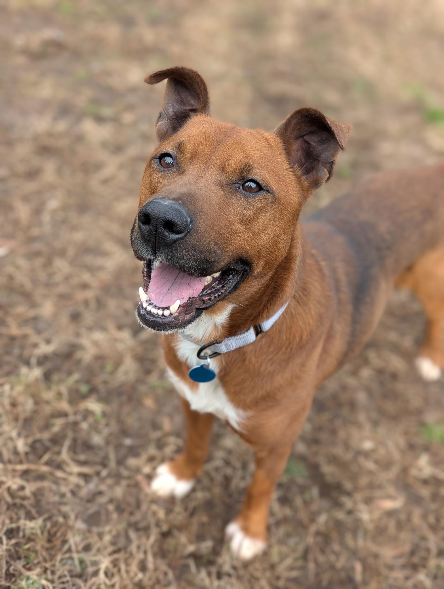 Moose, Adoptable, Young Male Mixed Breed.
