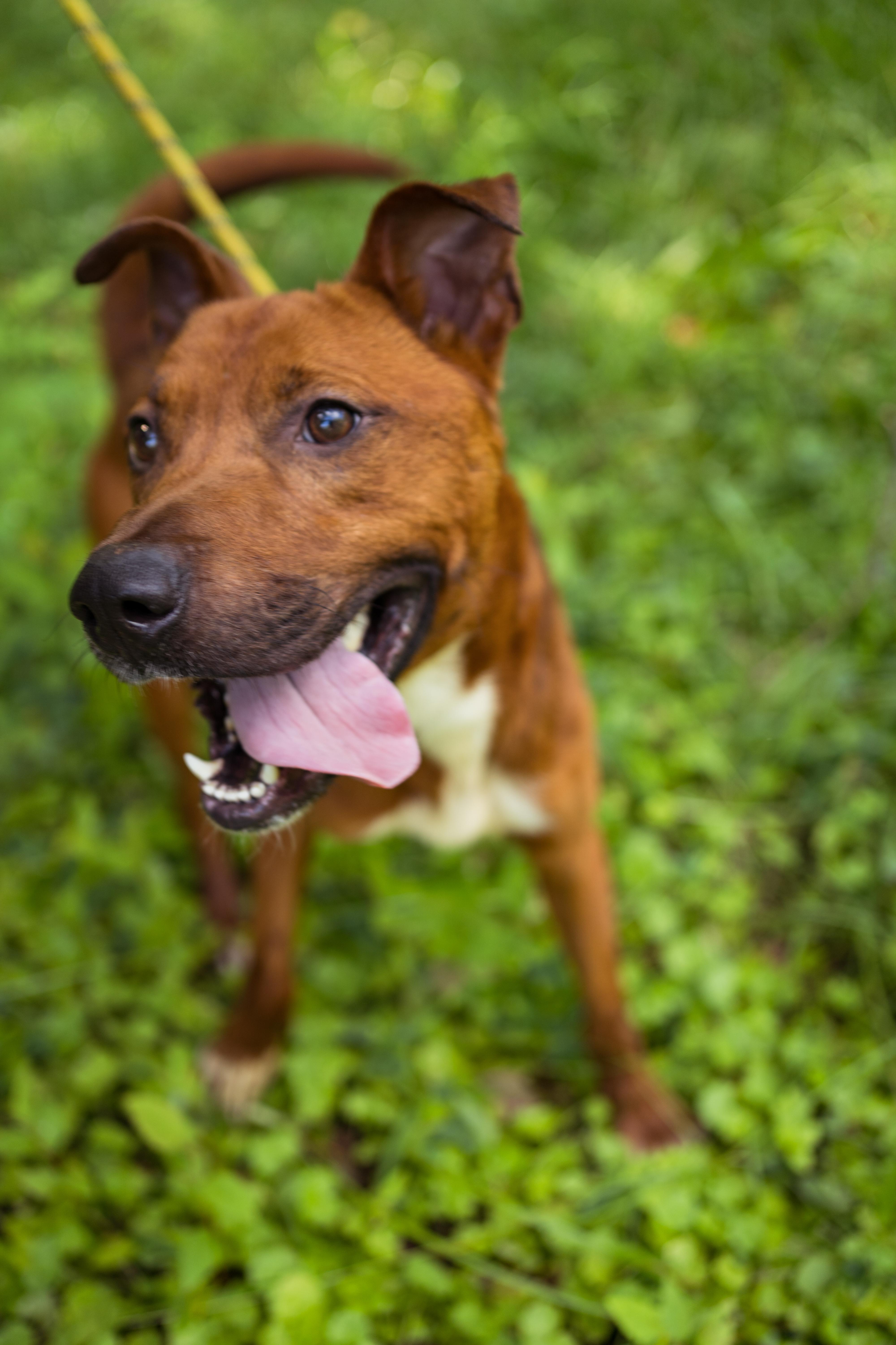 Moose, a Adoptable Mixed Breed in Petersburg, VA image 6/6