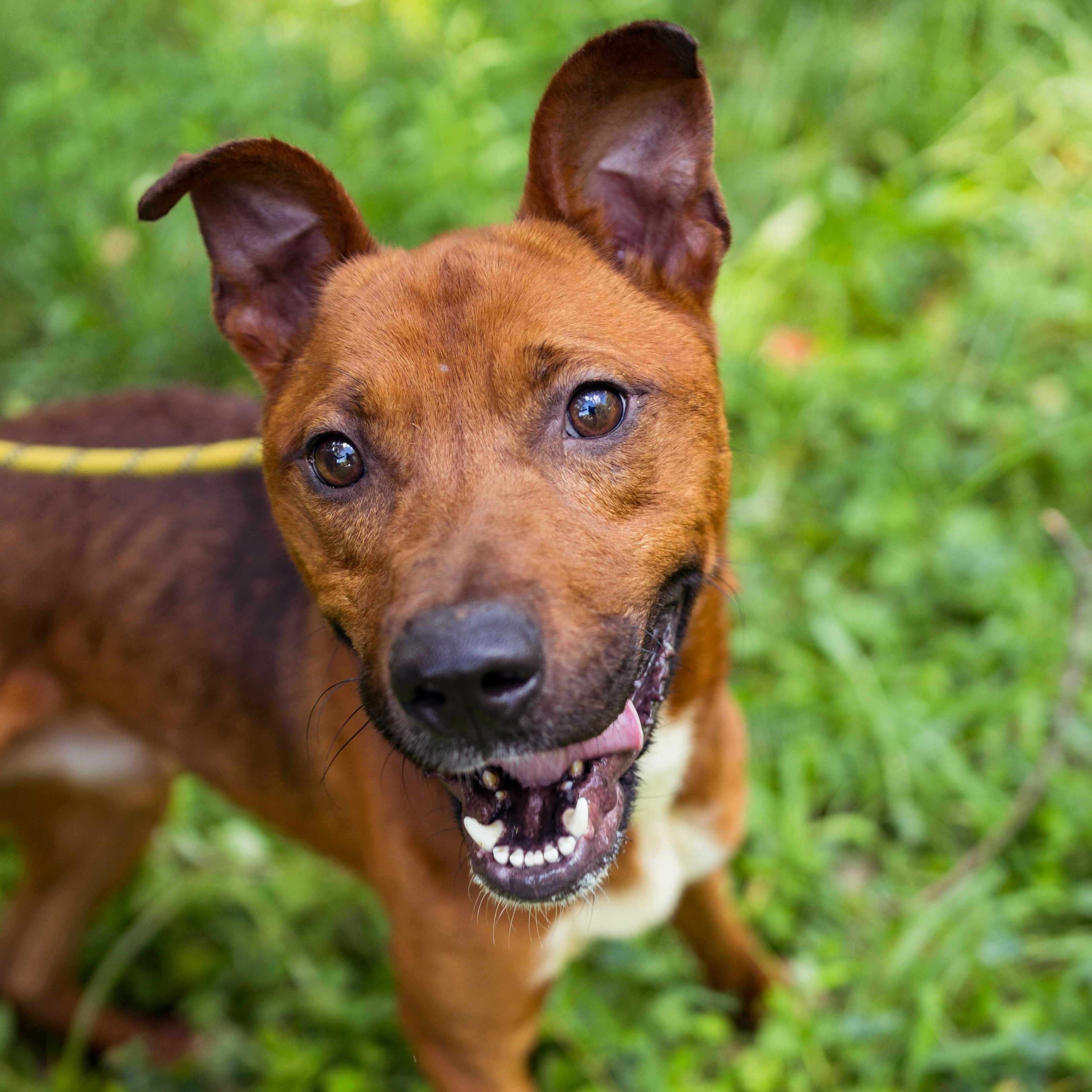 Moose, Adoptable, Young Male Mixed Breed.