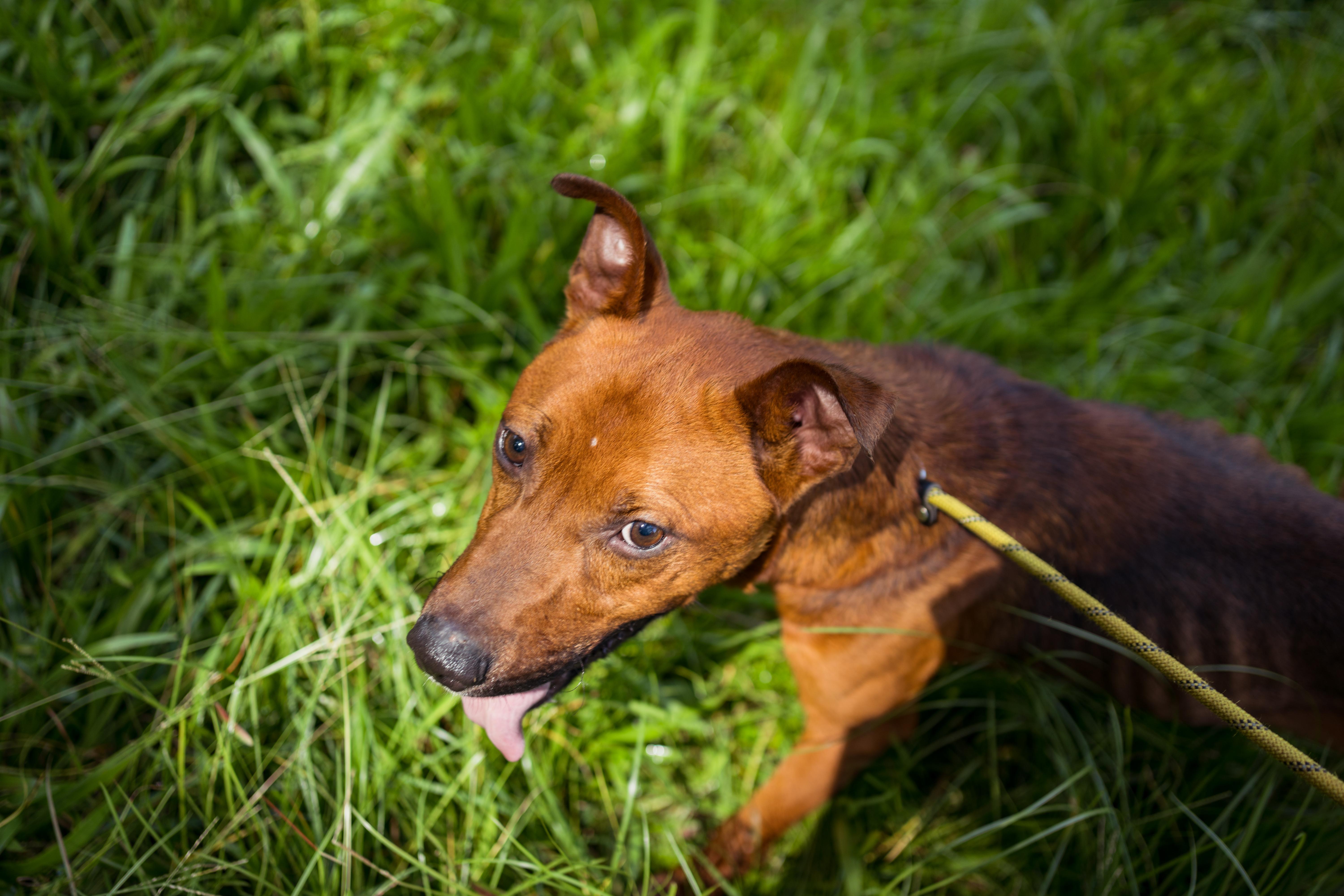 Moose, a Adoptable Mixed Breed in Petersburg, VA image 4/6