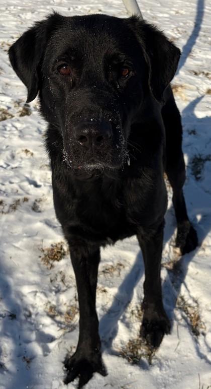 Anubis, Adoptable, Adult Male Shepherd & Retriever.
