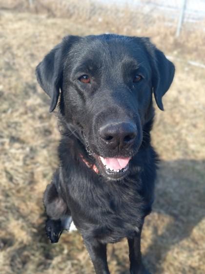 Enlarge Anubis, a Adoptable mixed breed in Baraboo, WI image 1/3