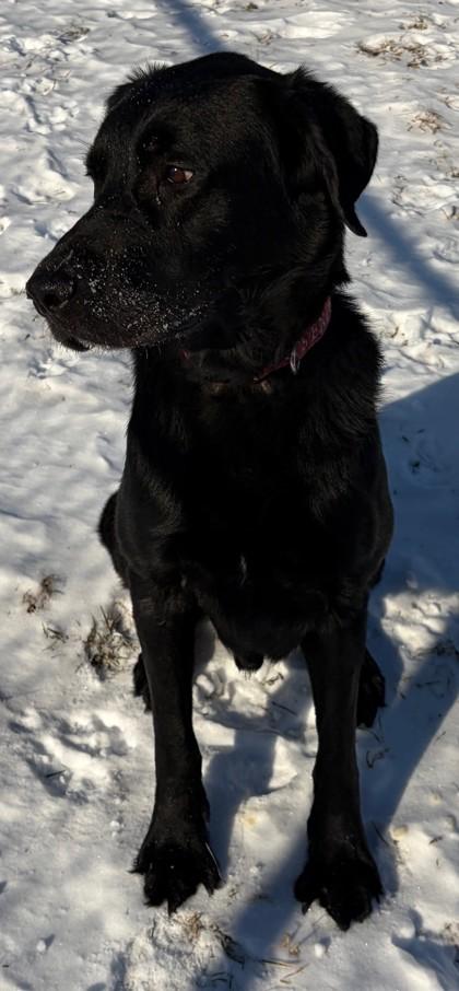 Anubis, a Adoptable mixed breed in Baraboo, WI image 2/3