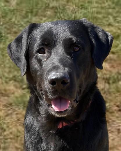 Enlarge Anubis, a Adoptable mixed breed in Baraboo, WI image 2/3