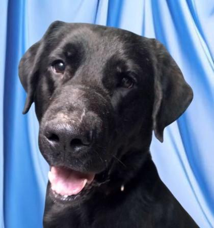 Enlarge Anubis, a Adoptable mixed breed in Baraboo, WI image 3/3