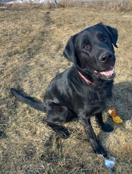 Enlarge Anubis, a Adoptable mixed breed in Baraboo, WI image 3/3