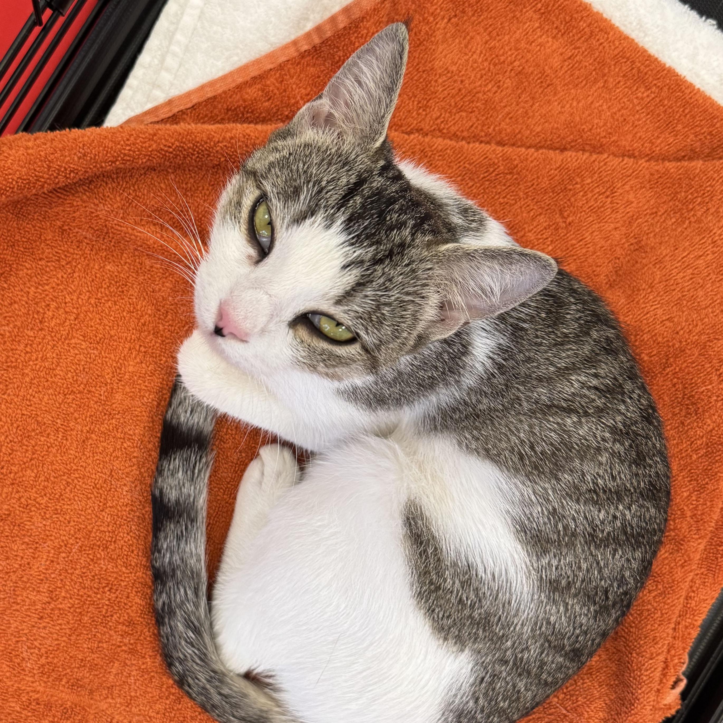 Enlarge Daphne, a Adoptable mixed breed in Harrisburg, PA image 3/6