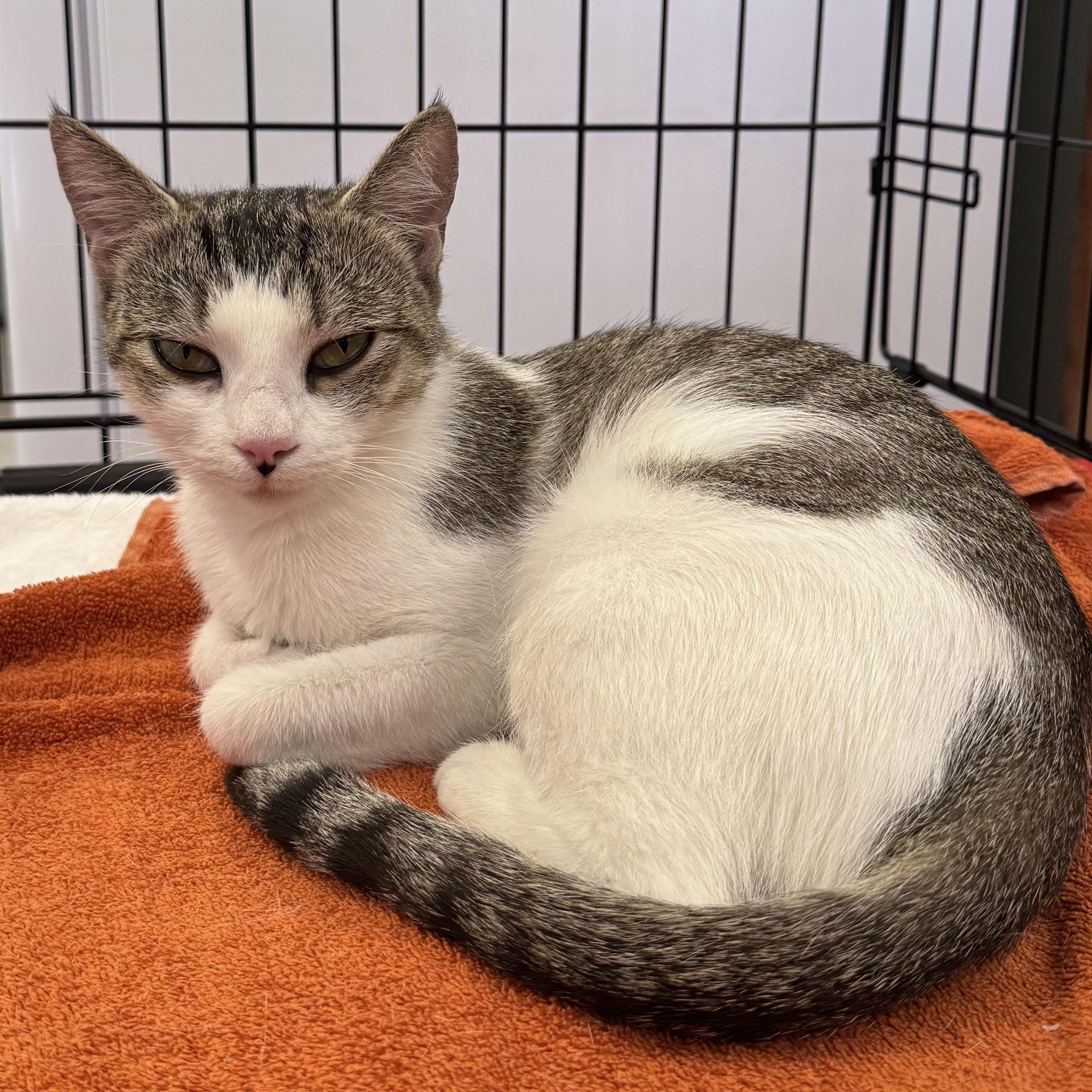 Enlarge Daphne, a Adoptable mixed breed in Harrisburg, PA image 4/6