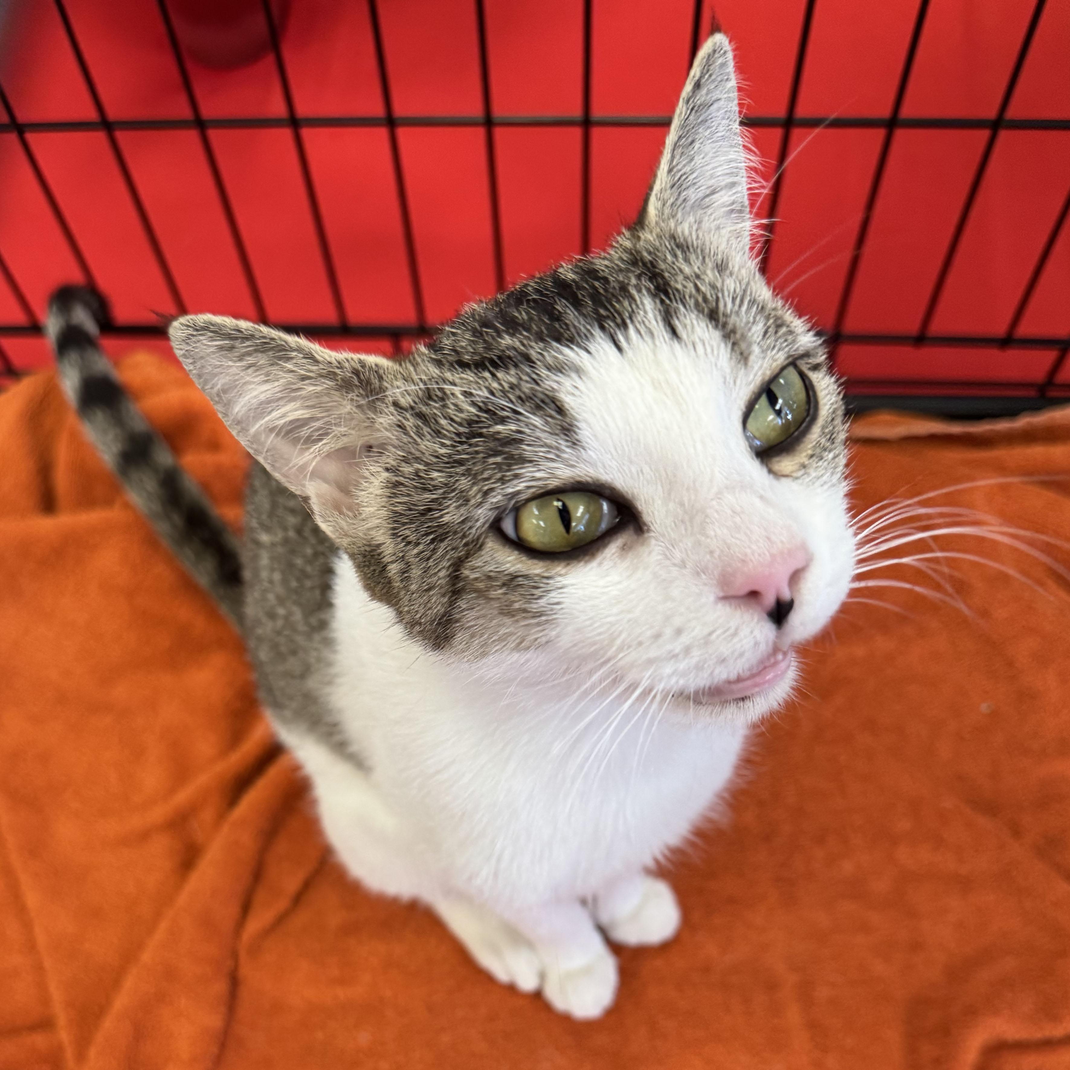 Enlarge Daphne, a Adoptable mixed breed in Harrisburg, PA image 1/6