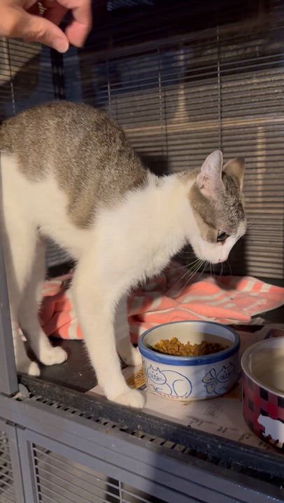Enlarge Daphne, a Adoptable mixed breed in Harrisburg, PA video 2/6