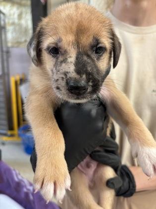 Enlarge Howard, a Adoptable mixed breed in Conway, AR image 1/1