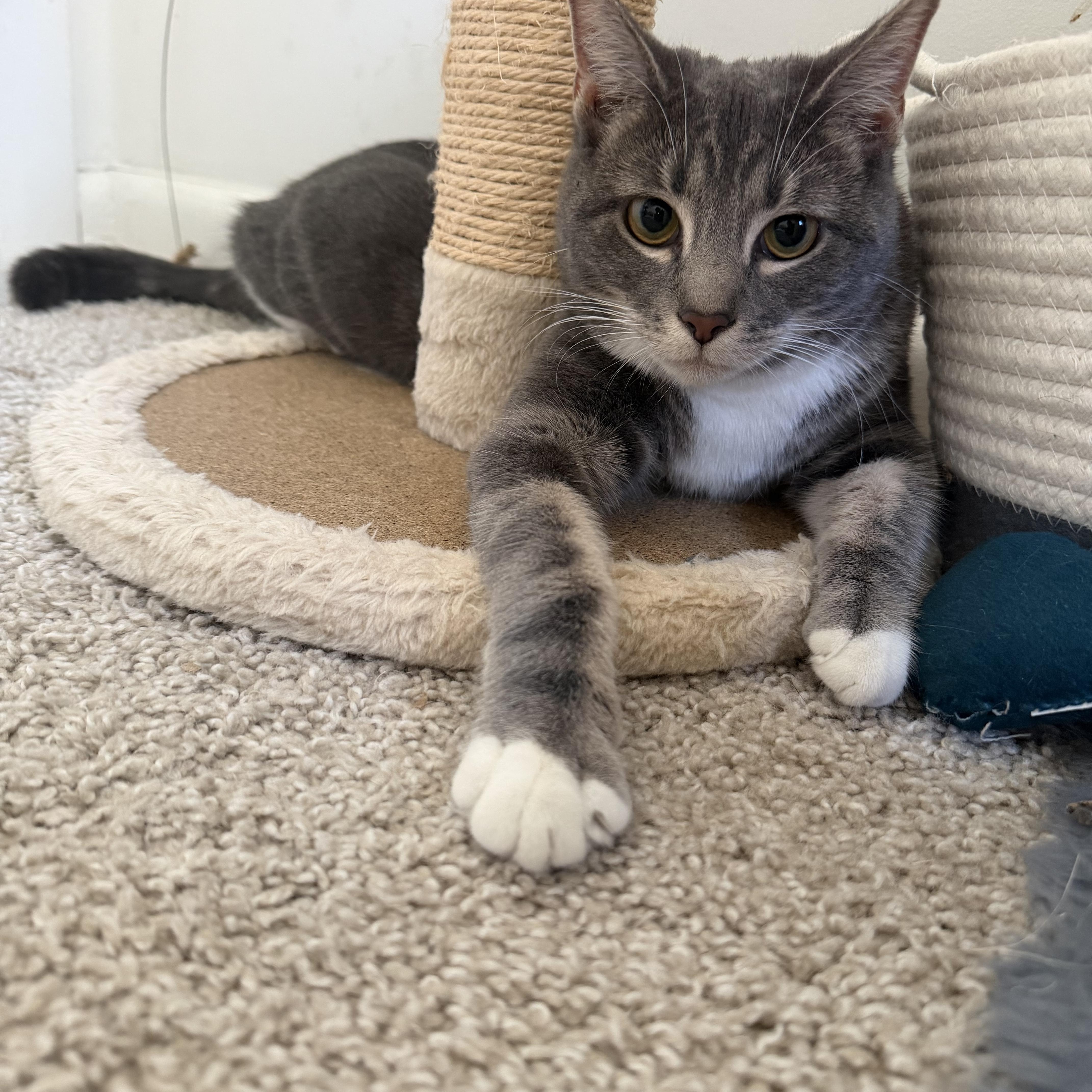 Jupiter & Neptune , a Adoptable Domestic Short Hair in Beltsville, MD image 4/6