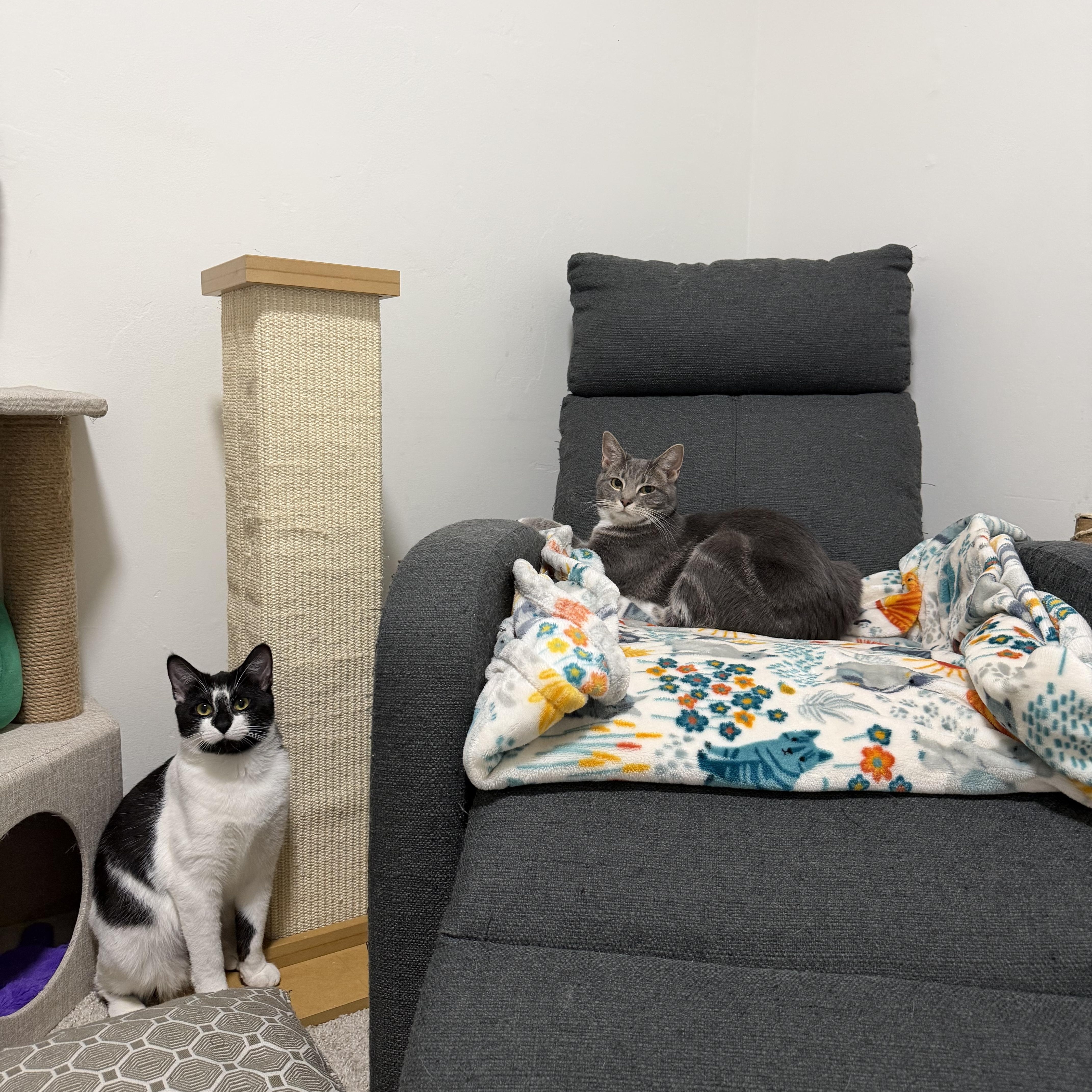 Jupiter & Neptune , a Adoptable Domestic Short Hair in Beltsville, MD image 3/6