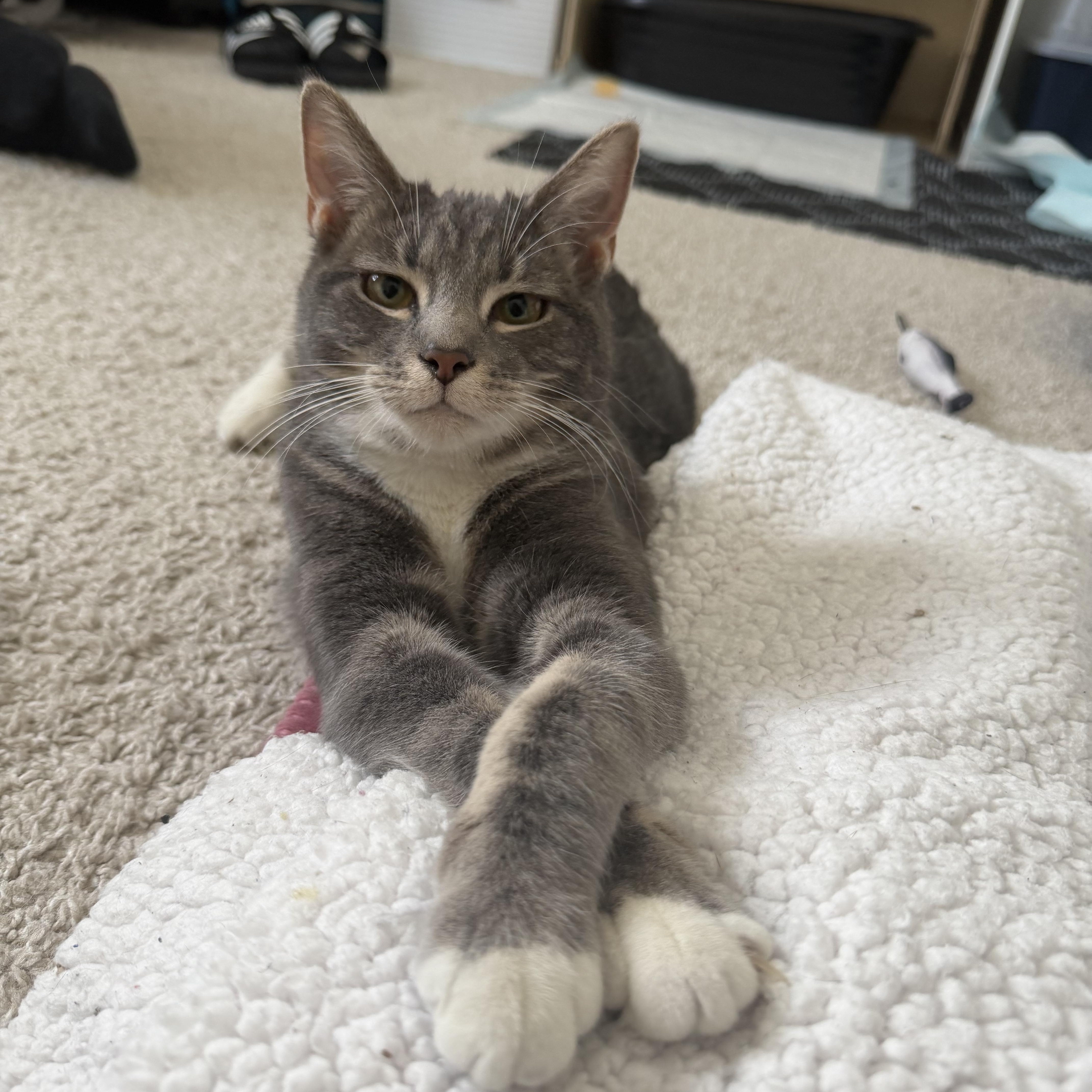 Jupiter & Neptune , a Adoptable Domestic Short Hair in Beltsville, MD image 1/6