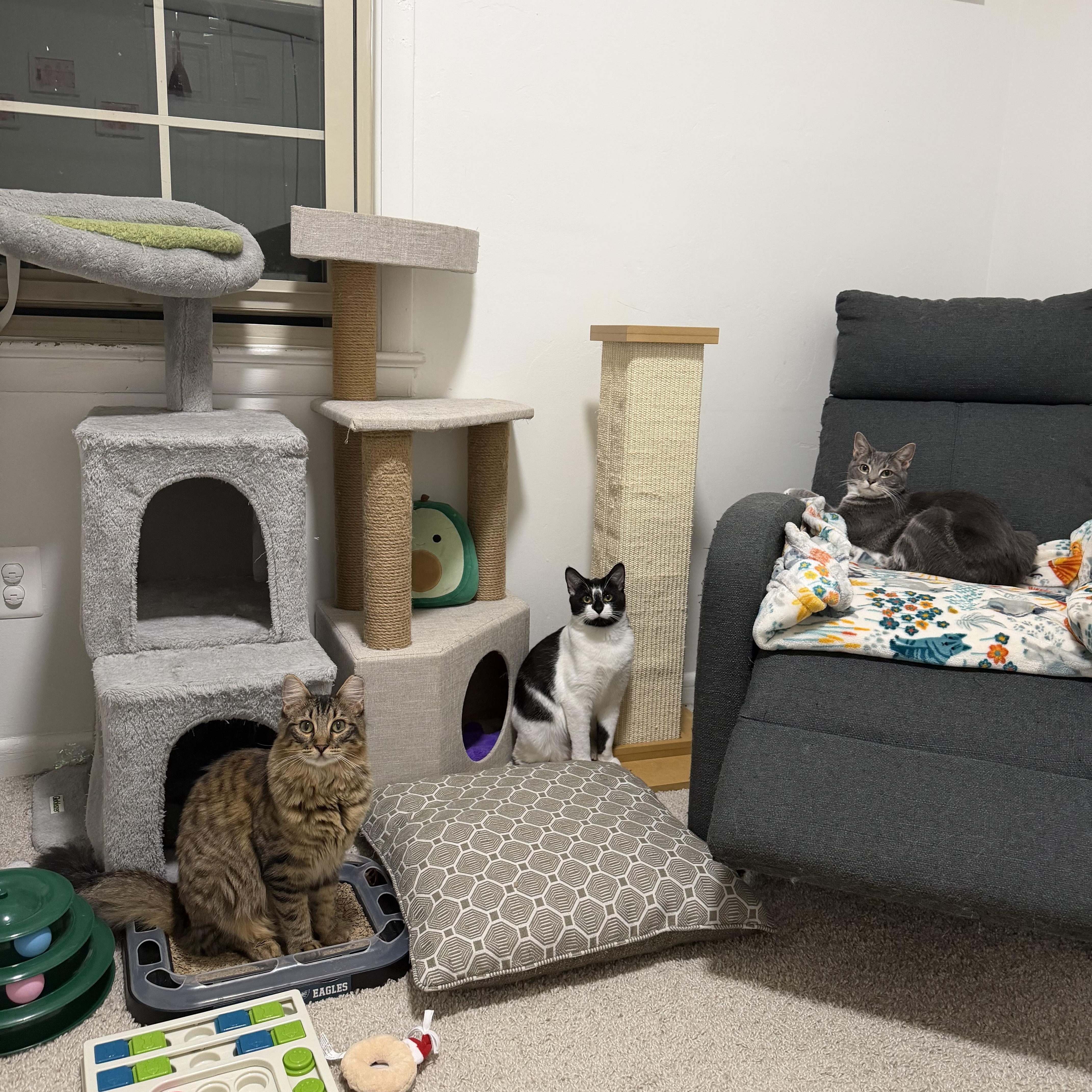 Jupiter & Neptune , Adoptable, Young Female Domestic Short Hair.