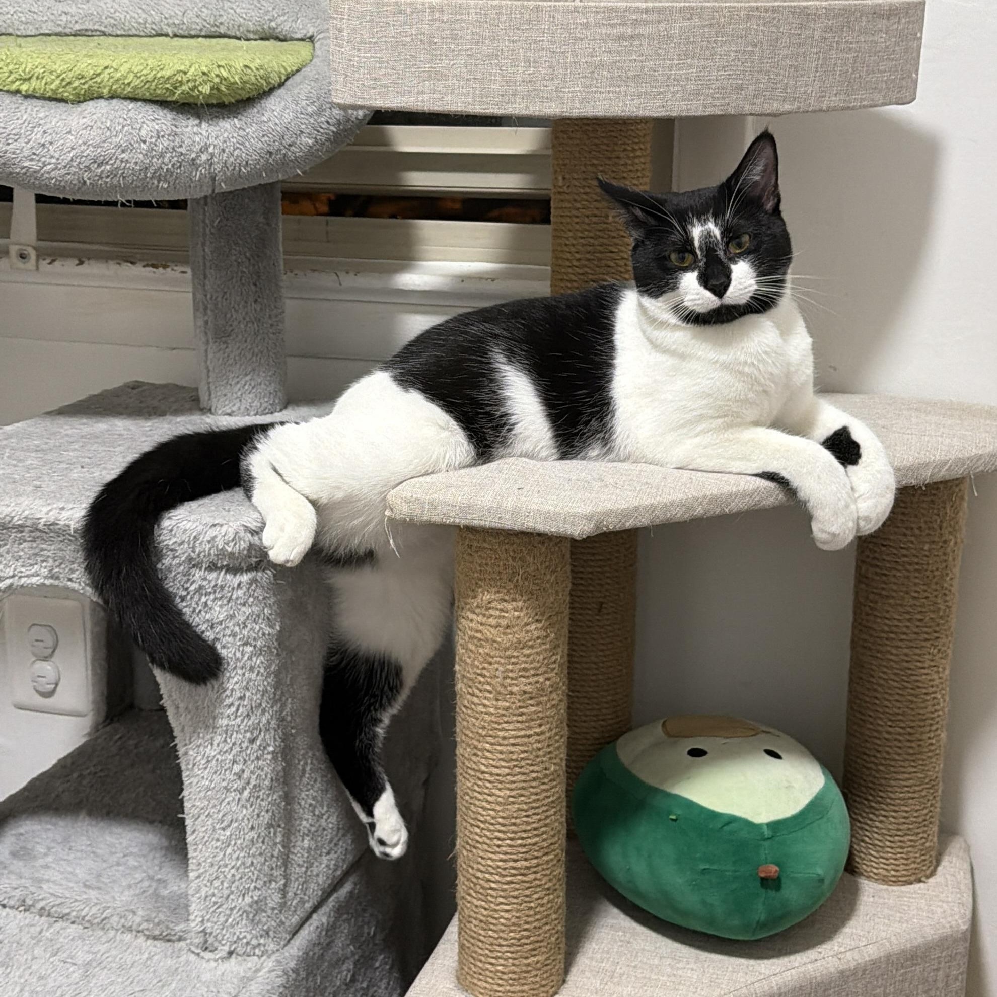 Jupiter & Neptune , Adoptable, Young Female Domestic Short Hair.
