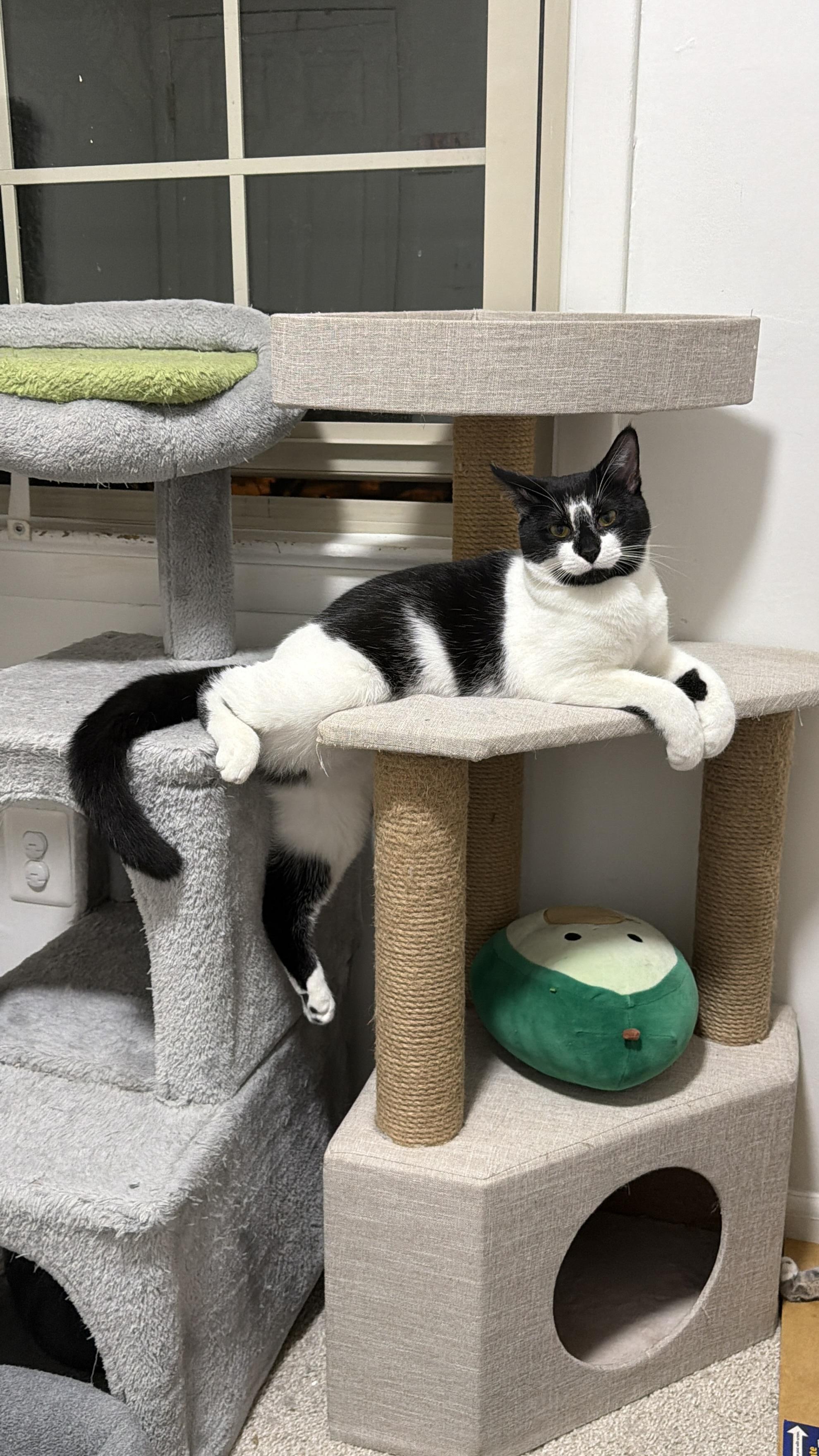 Jupiter & Neptune , a Adoptable Domestic Short Hair in Beltsville, MD image 2/6