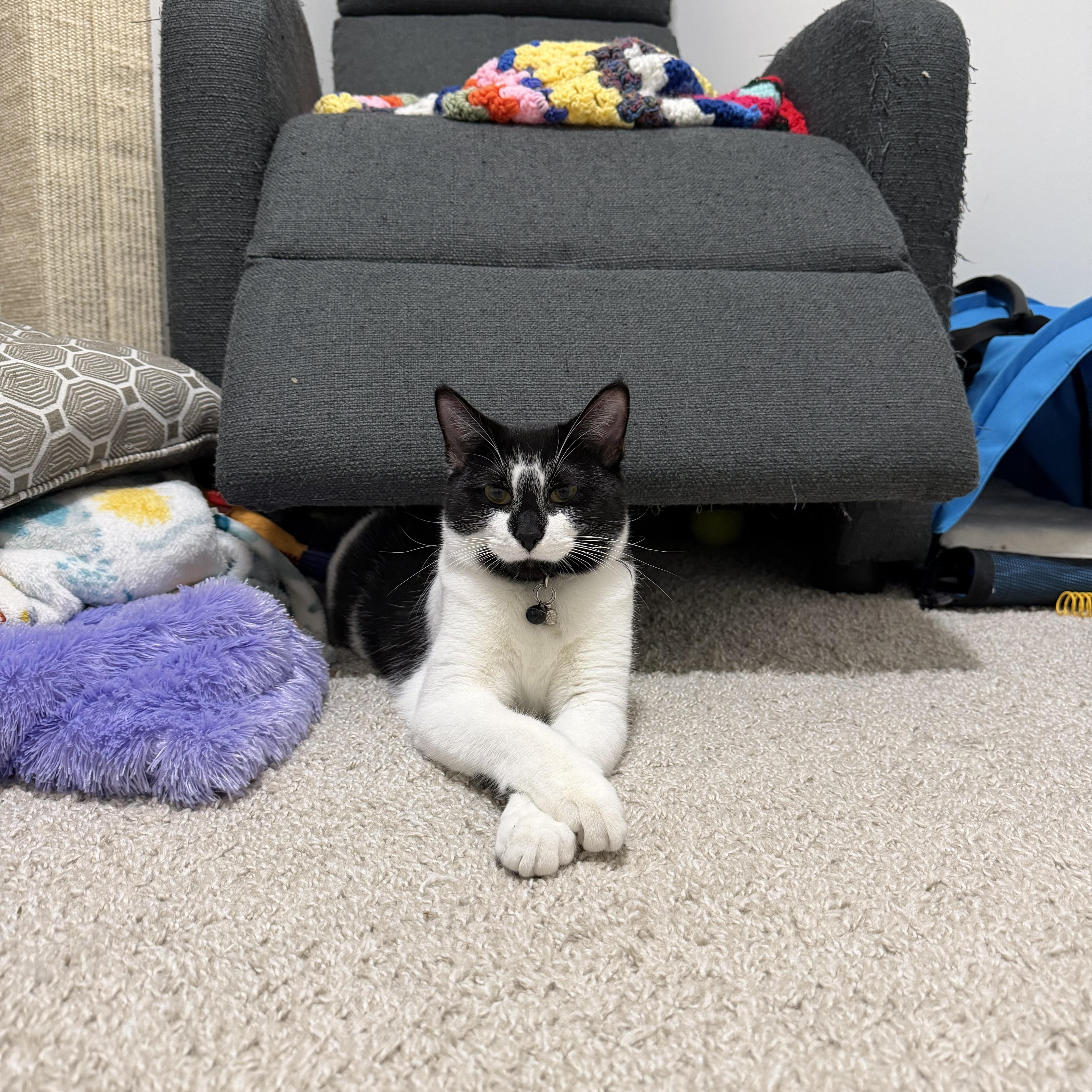 Jupiter & Neptune , a Adoptable Domestic Short Hair in Beltsville, MD image 5/6