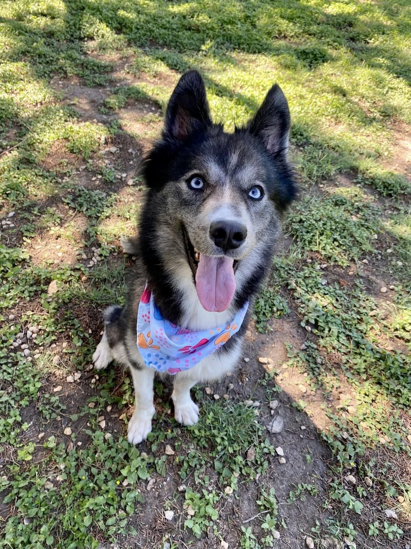 Enlarge Juneau , a ADOPTABLE Husky in Kerrville, TX image 1/1