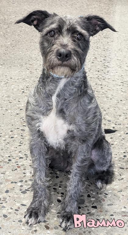 Blammo (surgery 7/14), a Adoptable mixed breed in Mason, MI image 1/2