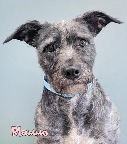 Blammo (surgery 7/14), a Adoptable mixed breed in Mason, MI image 2/2