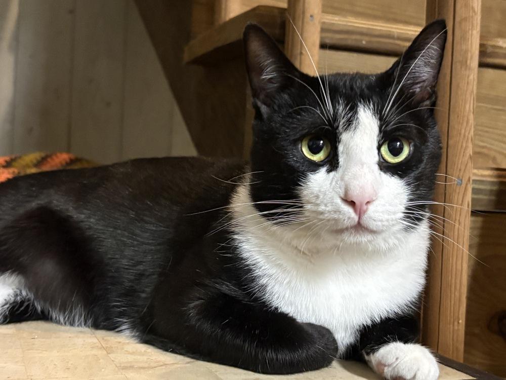 Bandit, Adoptable, Adult Male Domestic Short Hair.