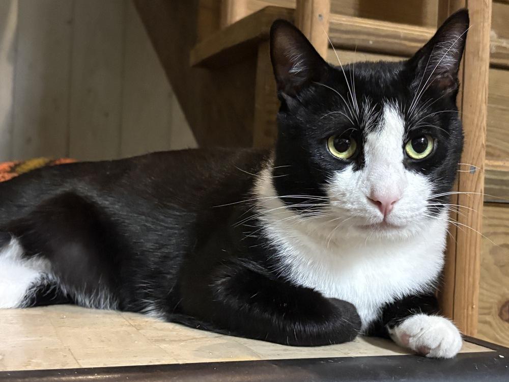 Enlarge Bandit, a Adoptable Domestic Short Hair in Wilson, NC image 2/5