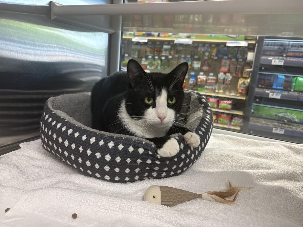 Bandit, Adoptable, Adult Male Domestic Short Hair.