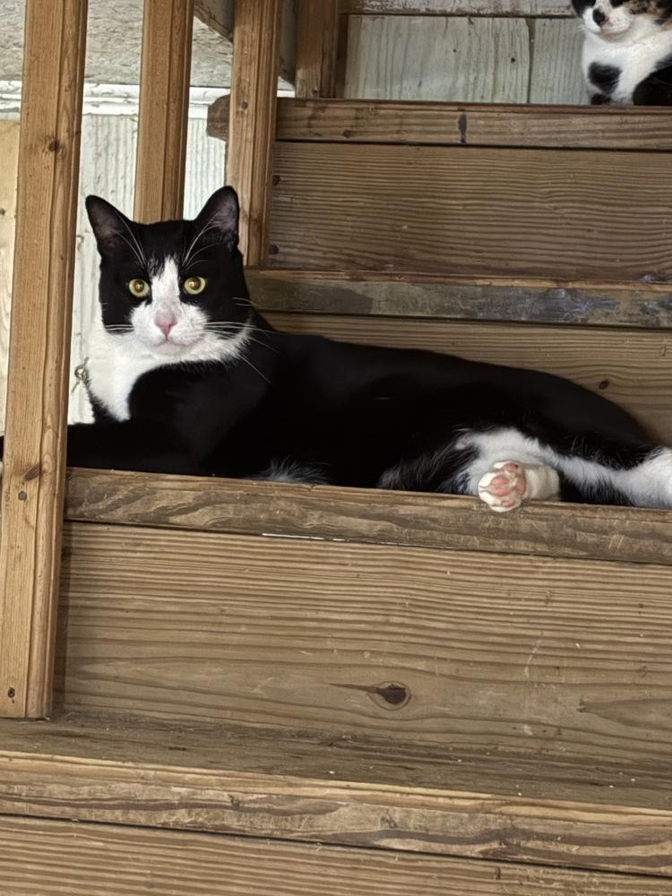 Enlarge Bandit, a Adoptable Domestic Short Hair in Wilson, NC image 2/3