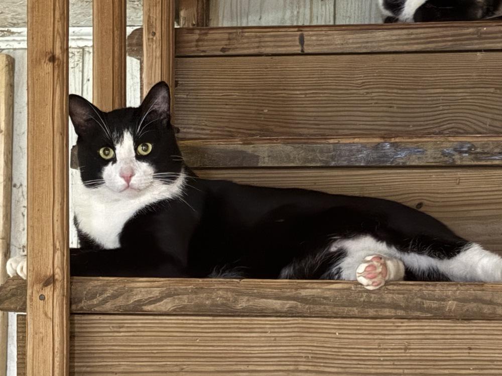 Enlarge Bandit, a Adoptable Domestic Short Hair in Wilson, NC image 3/3