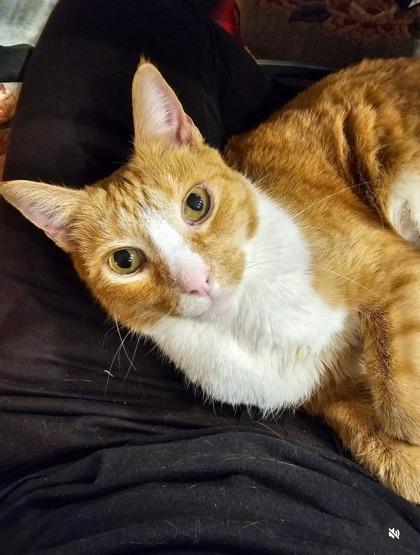 Isabella — thumbnail 3