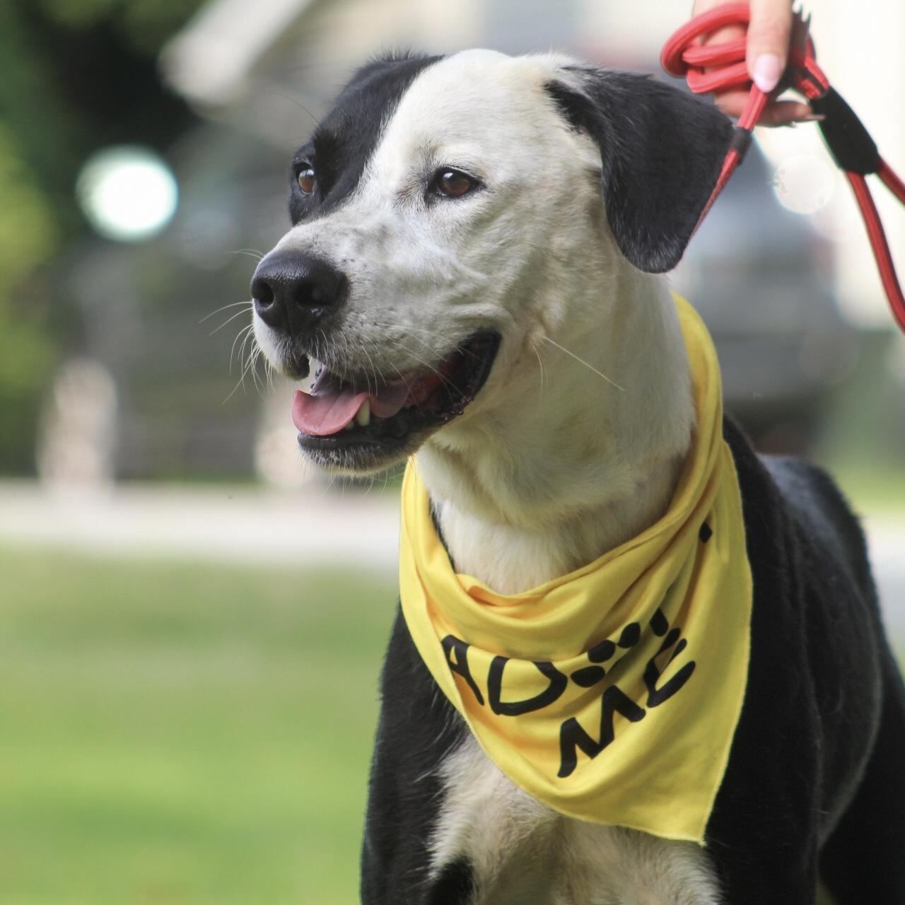 Enlarge Tiny, a Adoptable mixed breed in Smithtown, NY image 4/6
