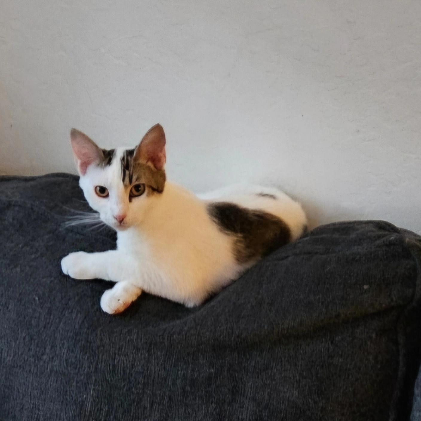 Tom Collins, a Adoptable Tabby in Peoria, AZ image 2/5