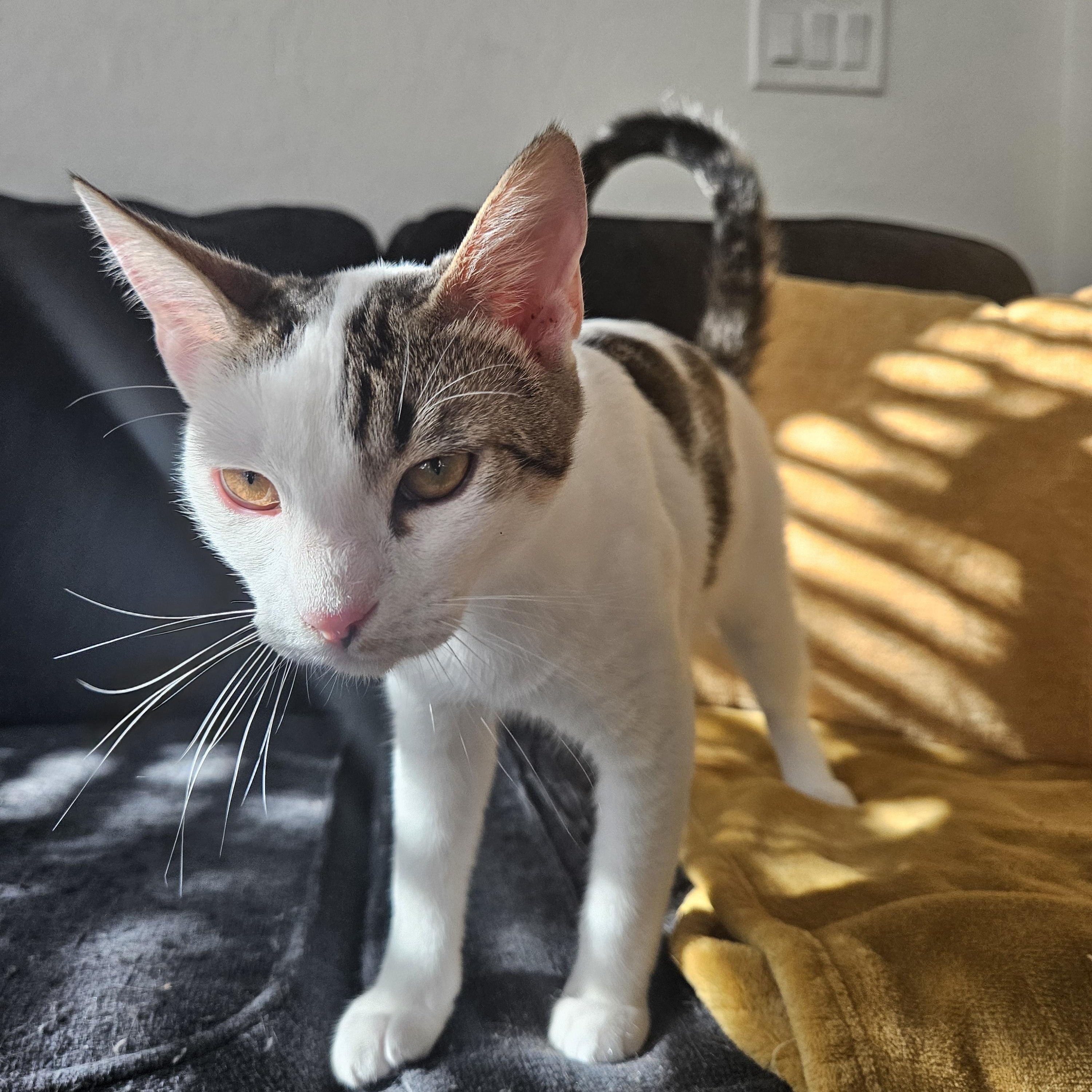 Tom Collins, a Adoptable Tabby in Peoria, AZ image 3/5