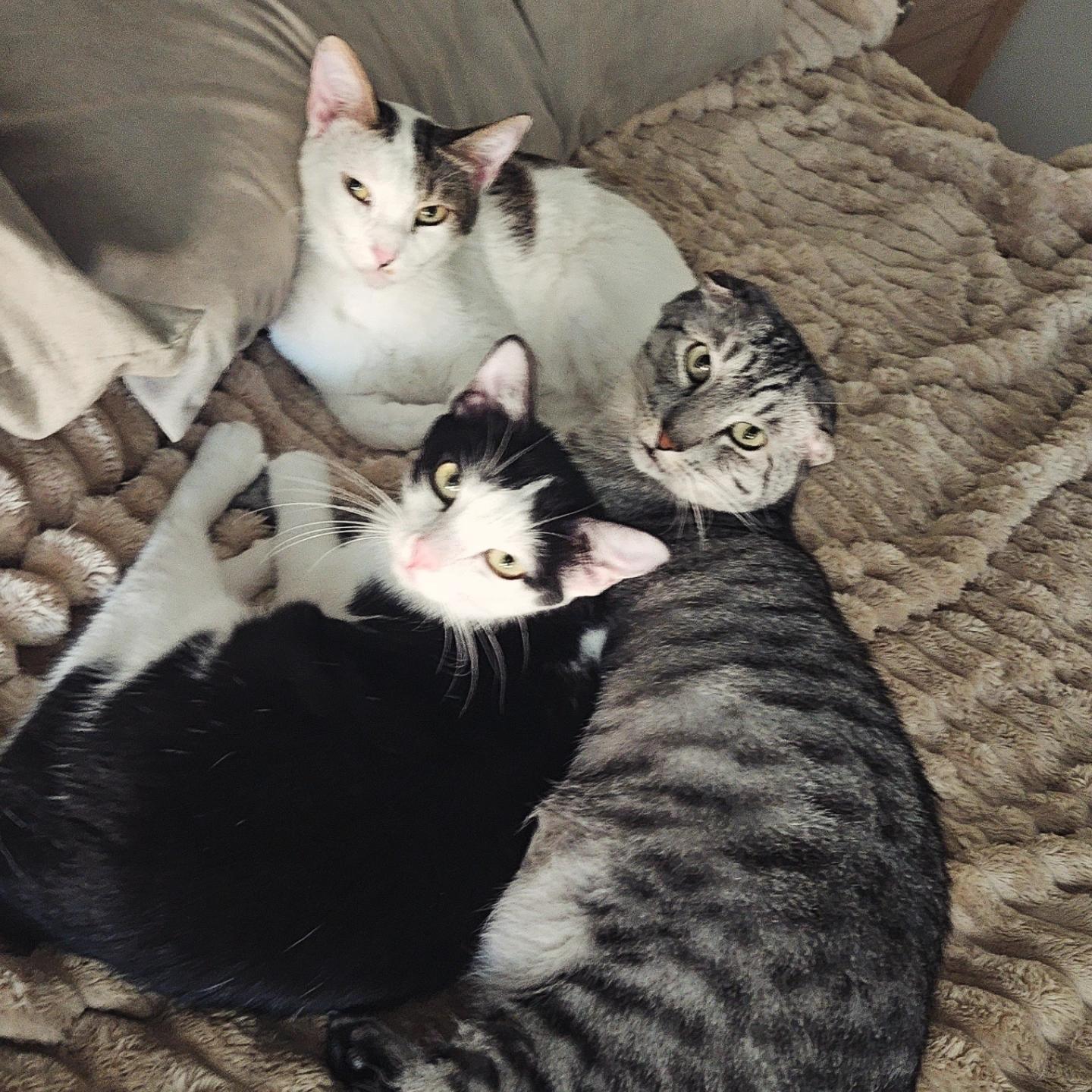 Tom Collins, a Adoptable Tabby in Peoria, AZ image 4/5