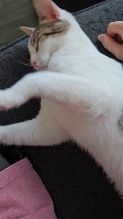 Enlarge Tom Collins, a Adoptable Tabby in Peoria, AZ video 5/5